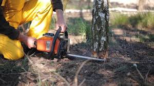 How Our Tree Care Process Works  in Waverly, NY